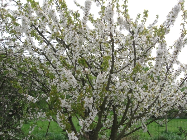 bij op bloesem 005