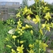 Witte vlinder op koolzaad 001
