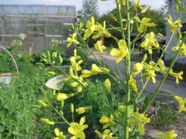 Witte vlinder op koolzaad 001