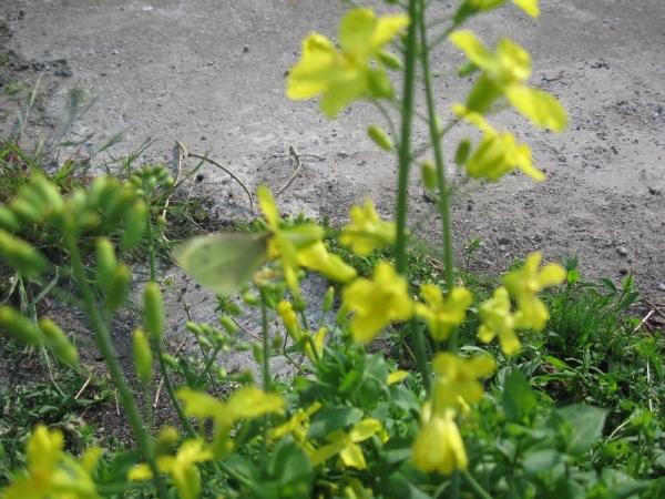 Witte vlinder op koolzaad 002