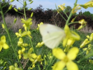 Witte vlinder op koolzaad 003