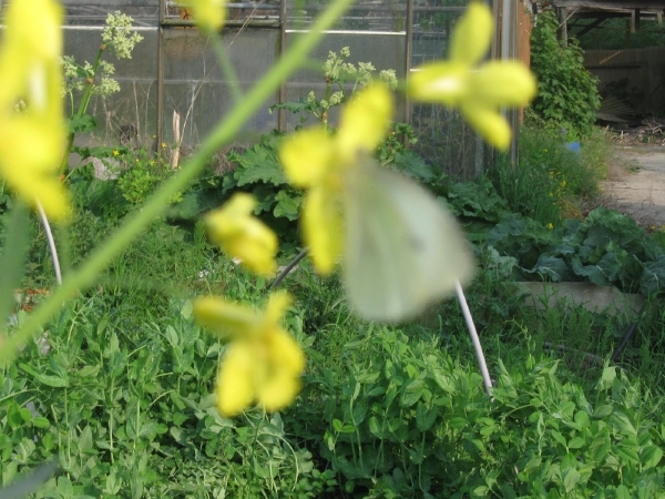 Witte vlinder op koolzaad 004