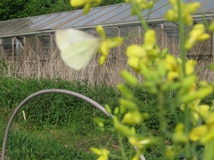 Witte vlinder op koolzaad 006