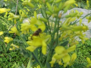 Witte vlinder op koolzaad 012