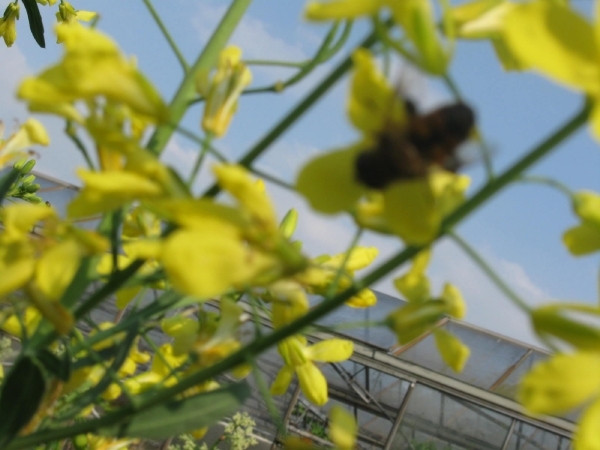 Witte vlinder op koolzaad 013