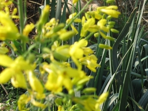 Witte vlinder op koolzaad 014