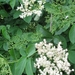 Vlierbloemen 002