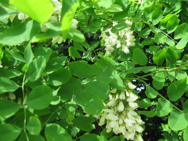 Accasia bloemen 001