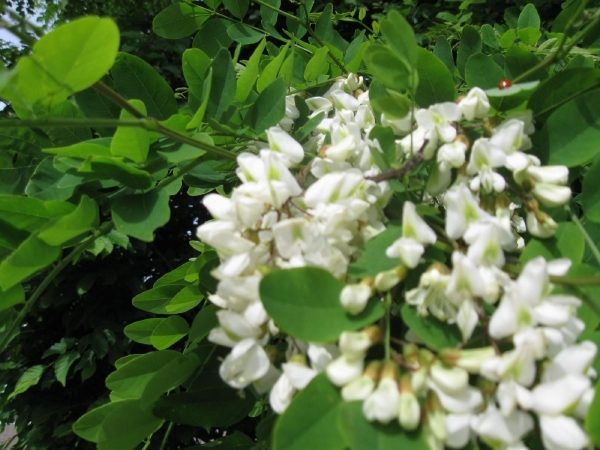 Accasia bloemen 002