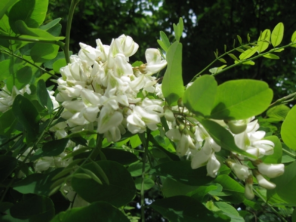 Accasia bloemen 005