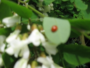 Accasia bloemen 008