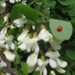 Accasia bloemen 009