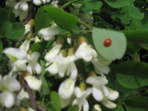 Accasia bloemen 009