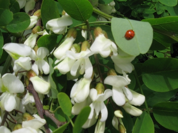 Accasia bloemen 010