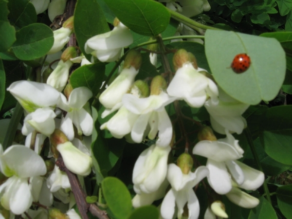 Accasia bloemen 011