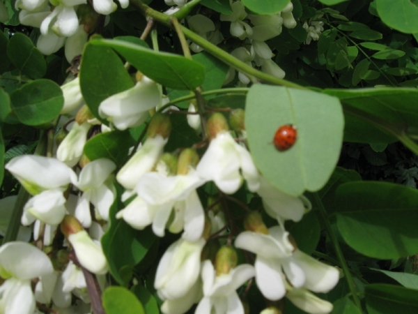 Accasia bloemen 012