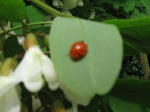 Accasia bloemen 013