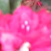 bijen en rododendrons 006