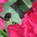 bijen en rododendrons 021