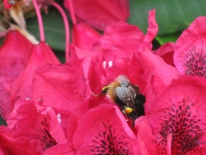 bijen en rododendrons 024