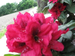Rododendrons en Bijen 005