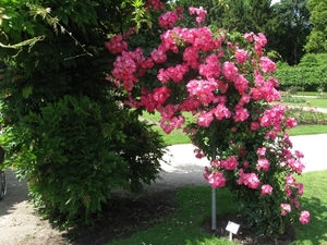 Dag van de mantelzorg Vrijbroekpark 022