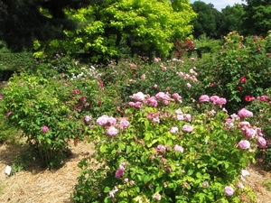 Dag van de mantelzorg Vrijbroekpark 031