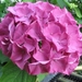 Hortensia 002