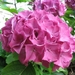 Hortensia 003