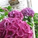 Hortensia 004