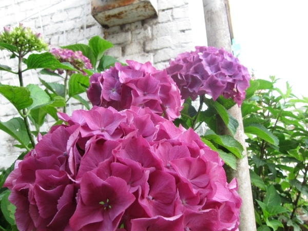 Hortensia 004