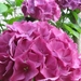 Hortensia 005