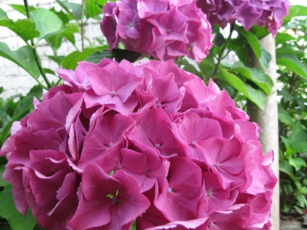 Hortensia 005