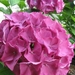 Hortensia 006