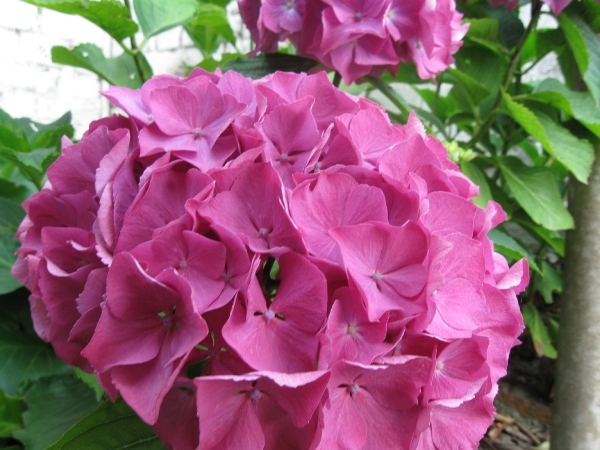 Hortensia 006