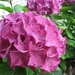 Hortensia 008