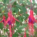 3 fuchsia doorlevend 001