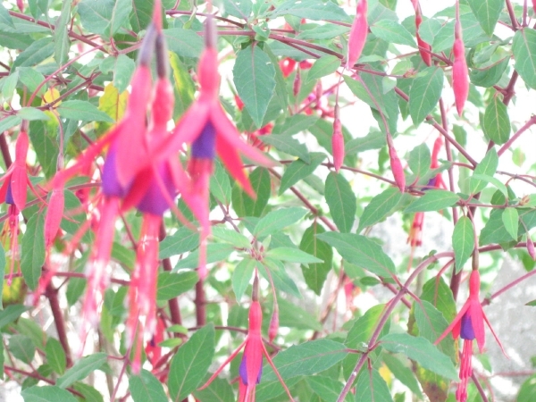 3 fuchsia doorlevend 002