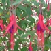 3 fuchsia doorlevend 003