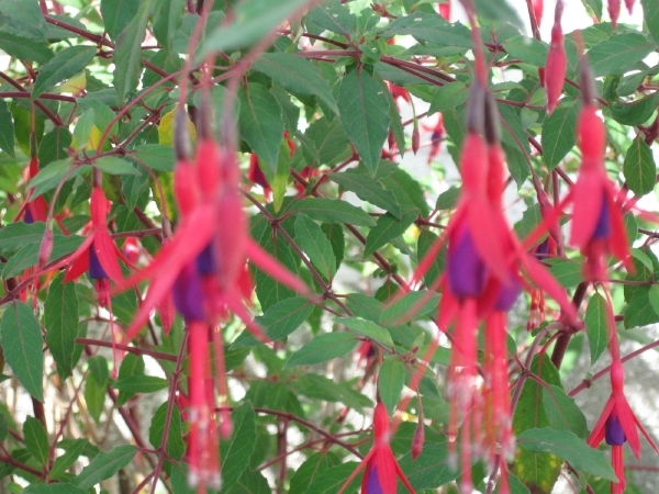 3 fuchsia doorlevend 003