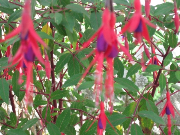 3 fuchsia doorlevend 004