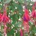 3 fuchsia doorlevend 005