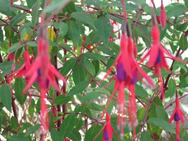 3 fuchsia doorlevend 005