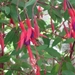 3 fuchsia doorlevend 006