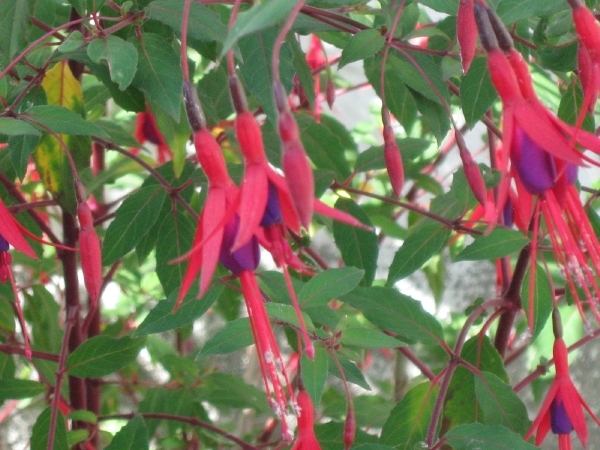 3 fuchsia doorlevend 006