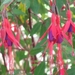 3 fuchsia doorlevend 007