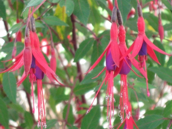 3 fuchsia doorlevend 007