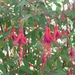 3 fuchsia doorlevend 008