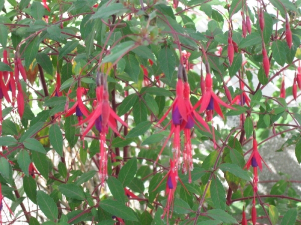 3 fuchsia doorlevend 008