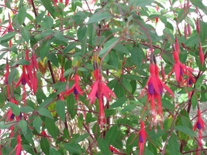 3 fuchsia doorlevend 009